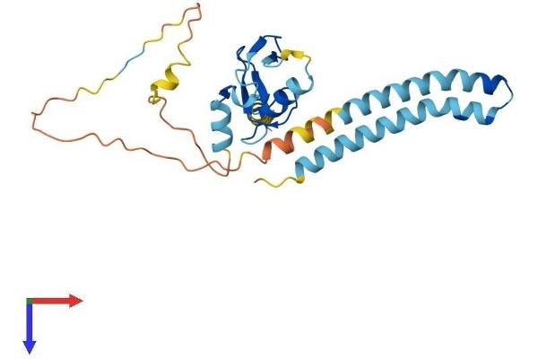 RNF182 Protein (AA 1-247) (His tag)