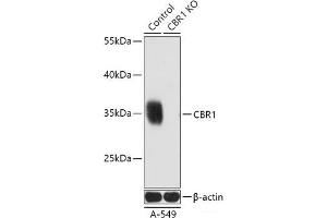 Western blot analysis of extracts from normal (control) and CBR1 knockout (KO) A-549 cells using CBR1 Polyclonal Antibody at dilution of 1:3000. (CBR1 Antikörper)