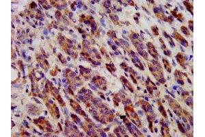 Immunohistochemistry (IHC) image for anti-Cadherin 9 (CDH9) (AA 131-314) antibody (ABIN7146245)