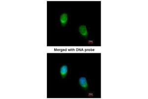 Immunofluorescence (IF) image for anti-Wingless-Type MMTV Integration Site Family, Member 11 (WNT11) (Center) antibody (ABIN2856232)