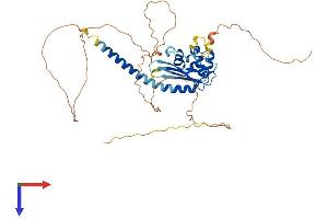 TSPYL5 Protein (AA 1-417) (His tag)