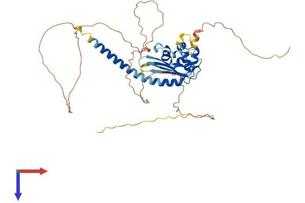 TSPYL5 Protein (AA 1-417) (His tag)