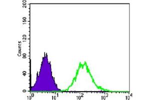 Flow cytometric analysis of PC-2 cells using CDC2 mouse mAb (green) and negative control (purple). (CDK1 Antikörper)