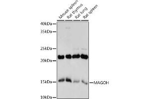 Western blot analysis of extracts of various cell lines, using MAGOH antibody (ABIN7268362) at 1:1000 dilution.