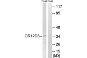 Western blot analysis of extracts from RAW264. (OR12D3 Antikörper  (AA 267-316))