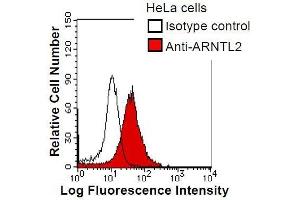 HeLa cells were fixed in 2% paraformaldehyde/PBS and then permeabilized in 90% methanol. (ARNTL2 Antikörper)