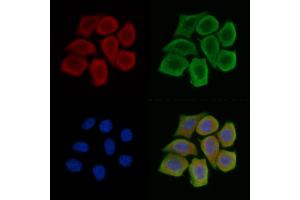 TXNDC6 Antibody staining Hela cells(45 min of heat-shock treatment) by IF/ICC. (NME9 Antikörper)