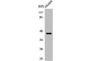 Western Blot analysis of Jurkat cells using SR-4 Polyclonal Antibody (Serotonin Receptor 4 Antikörper  (N-Term))