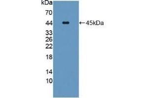 Detection of Recombinant CPA4, Human using Polyclonal Antibody to Carboxypeptidase A4 (CPA4) (CPA4 Antikörper  (AA 55-421))