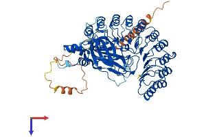 FBXL4 Protein (AA 1-621) (His tag)