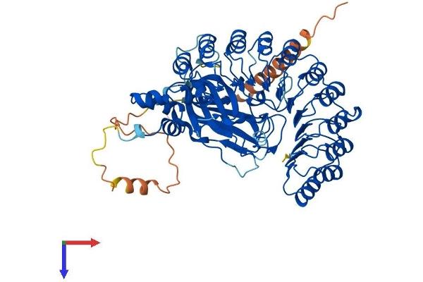 FBXL4 Protein (AA 1-621) (His tag)