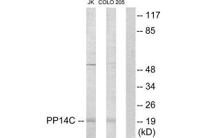 Western Blotting (WB) image for anti-Protein Phosphatase 1, Regulatory (Inhibitor) Subunit 14C (PPP1R14C) (Internal Region) antibody (ABIN1849804) (PPP1R14C Antikörper  (Internal Region))
