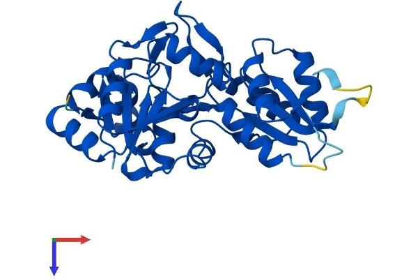 PDXP Protein (AA 1-296) (His tag)