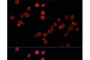 Immunofluorescence analysis of THP-1 cells using MUL1 Polyclonal Antibody at dilution of 1:100. (MUL1 Antikörper)