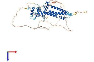 TFAP2A Protein (AA 1-437) (His tag)