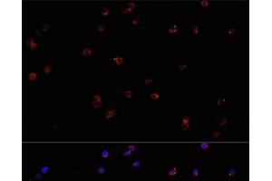 Immunofluorescence analysis of Jurkat cells using PTPRC Polyclonal Antibody at dilution of 1:100. (CD45 Antikörper)