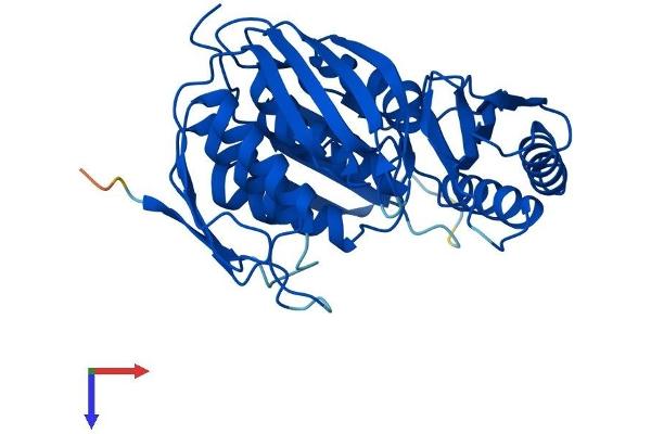 RTCD1 Protein (AA 1-366) (His tag)