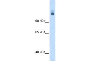 Western Blotting (WB) image for anti-Carbamoyl-Phosphate Synthase 1, Mitochondrial (CPS1) antibody (ABIN2462880) (CPS1 Antikörper)