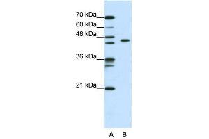 ZBTB9 antibody used at 0.