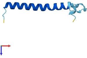 TOMM7 Protein (AA 1-55) (Fc Tag)