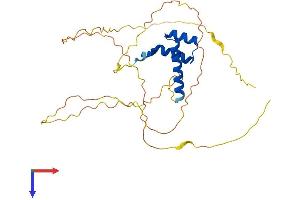 DLX5 Protein (AA 1-289) (His tag)