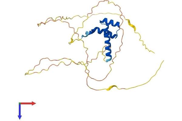DLX5 Protein (AA 1-289) (His tag)
