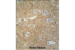 SNCB Antibody (C-term) (ABIN652024 and ABIN2840504) immunohistochemistry analysis in formalin fixed and paraffin embedded human brain tissue followed by peroxidase conjugation of the secondary antibody and DAB staining. (beta Synuclein Antikörper  (C-Term))