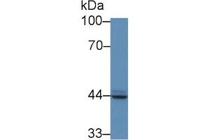 ACPP anticorps  (AA 56-215)