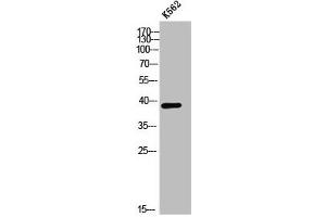 CHST13 Antikörper  (Internal Region)