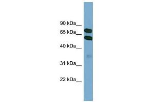 KLHL9 antibody used at 1 ug/ml to detect target protein. (KLHL9 Antikörper)
