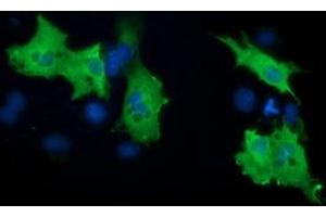 Anti-PIK3AP1 mouse monoclonal antibody (ABIN2453456) immunofluorescent staining of COS7 cells transiently transfected by pCMV6-ENTRY PIK3AP1 (RC214125). (PIK3AP1 Antikörper)