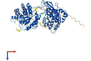 MTHFR Protein (AA 1-656) (His tag)
