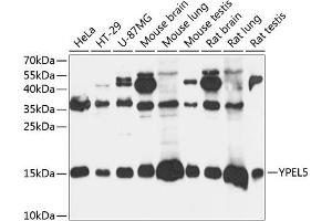 Western blot analysis of extracts of various cell lines, using YPEL5 antibody (ABIN7271422) at 1:3000 dilution.