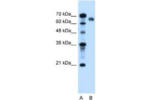 WB Suggested Anti-NR5A2 Antibody Titration:  2. (NR5A2 + LRH1 Antikörper  (N-Term))