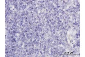 Immunoperoxidase of monoclonal antibody to RAB36 on formalin-fixed paraffin-embedded human tonsil. (RAB36 Antikörper  (AA 234-333))