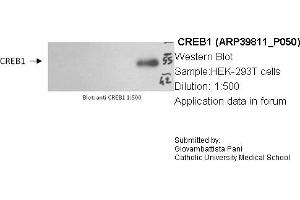 Western Blotting (WB) image for anti-cAMP Responsive Element Binding Protein 1 (CREB1) (Middle Region) antibody (ABIN2778454) (CREB1 Antikörper  (Middle Region))