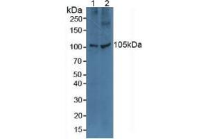 Figure. (TLR5 Antikörper  (AA 46-205))