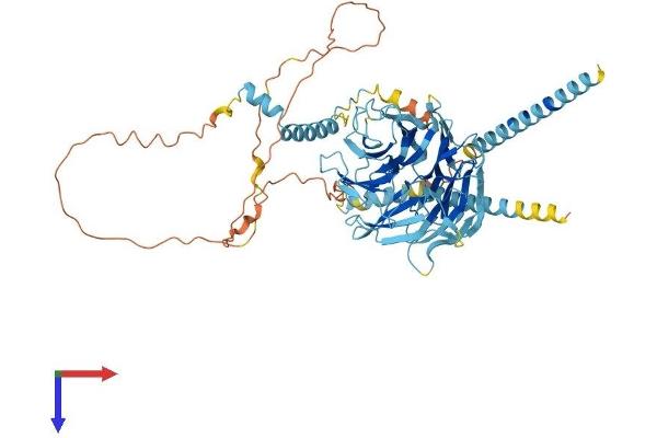 DYNC1I1 Protein (AA 1-645) (His tag)