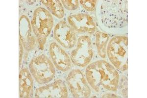Immunohistochemistry of paraffin-embedded human kidney tissue using ABIN7162247 at dilution of 1:100 (OPA3 Antikörper  (AA 25-179))