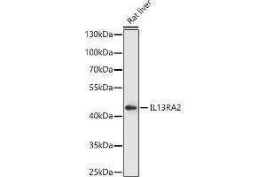 Western blot analysis of extracts of Rat liver, using IL13R antibody (ABIN7267987) at 1:1000 dilution. (IL13RA2 Antikörper)