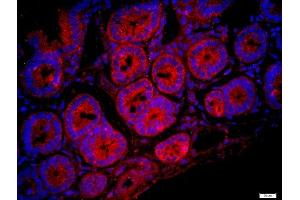 Paraformaldehyde-fixed, paraffin embedded mouse intestine, Antigen retrieval by boiling in sodium citrate buffer (pH6) for 15min, Block endogenous peroxidase by 3% hydrogen peroxide for 20 minutes, Blocking buffer (normal goat serum) at 37°C for 30min, Antibody incubation with FAM134C Polyclonal Antibody, Unconjugated  at 1:400 overnight at 4°C, followed by a conjugated secondary -Cy3) for 90 minutes and DAPI staining of the nuclei. (FAM134C Antikörper  (AA 76-180))