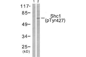 Western Blotting (WB) image for anti-SHC (Src Homology 2 Domain Containing) Transforming Protein 1 (SHC1) (pTyr427) antibody (ABIN1847217) (SHC1 Antikörper  (pTyr427))