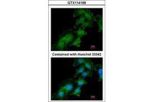 Image no. 3 for anti-ATPase, H+ Transporting, Lysosomal Accessory Protein 2 (ATP6AP2) (AA 146-320) antibody (ABIN467627) (ATP6AP2 Antikörper  (AA 146-320))