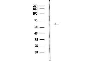 Western blot analysis of lysates from Rat brain, using DNAJC3 Antibody at 1/1000 dilution.
