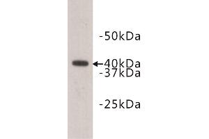 Western Blotting (WB) image for anti-Ceramide Synthase 2 (CERS2) (Extracellular) antibody (ABIN1854934)