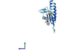Protein Structure (PS) image for Processing of Precursor 5, Ribonuclease P/MRP Subunit (POP5) (AA 1-169) protein (His tag) (ABIN7561255)