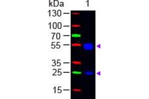 Image no. 1 for Goat anti-Rat IgG (Whole Molecule) antibody (FITC) (ABIN301460) (Ziege anti-Ratte IgG (Whole Molecule) Antikörper (FITC))