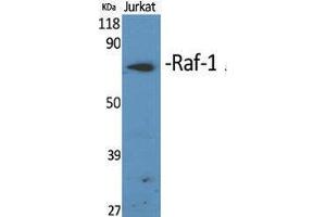 Western Blotting (WB) image for anti-V-Raf-1 Murine Leukemia Viral Oncogene Homolog 1 (RAF1) (Thr566) antibody (ABIN3177117) (RAF1 Antikörper  (Thr566))
