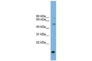 WB Suggested Anti-ATG4C Antibody Titration: 0. (ATG4C Antikörper  (Middle Region))