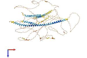 AlphaFold protein structure predicition of Mouse Recombinant Map7d3 Protein, UniprotID A2AEY4